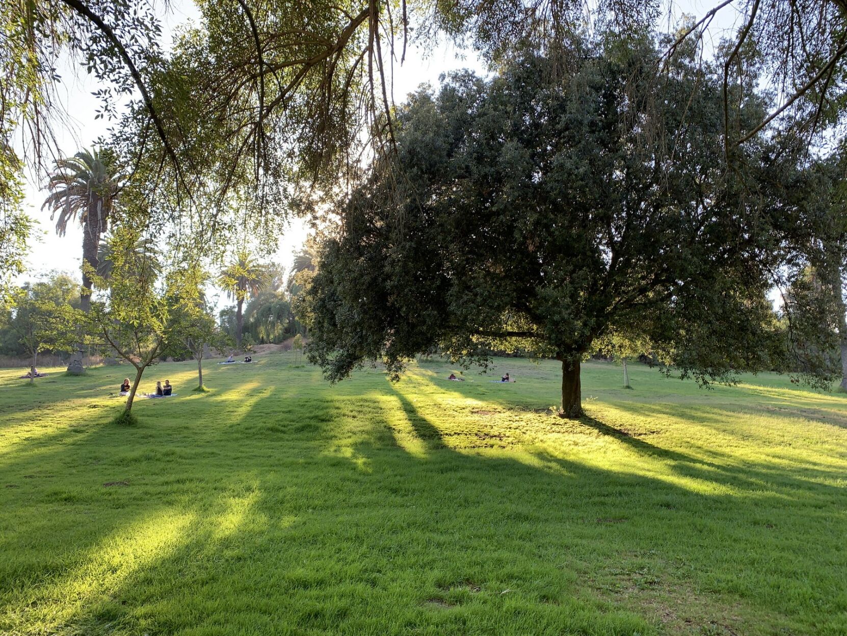 Elysian Park Shadows